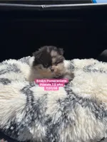 Merle, a female Pomeranian for sale in Kentucky, KY – 1 of 4