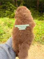 Choc boy limited AKC , a male Pomeranian for sale in Liberty, KY – 3 of 5