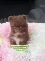 Ready to go Chocolate , a male Pomeranian for sale in Kentucky, KY – 4 of 10