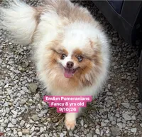Fancy spayed, a female Pomeranian for sale in Liberty, KY – 4 of 5