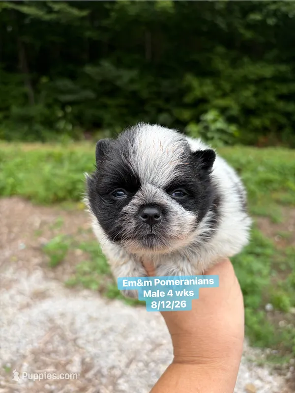 Black parti roan – Pomeranian puppy for sale in Kentucky, KY