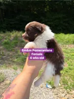 Chocolate parti , a female Pomeranian for sale in Kentucky, KY – 4 of 4