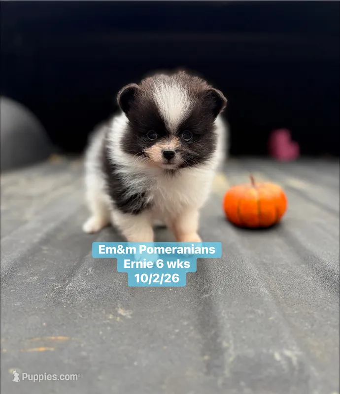 Tri color limited akc – Pomeranian puppy for sale in Liberty, KY