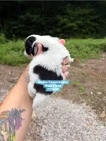Black parti, a male Pomeranian for sale in Kentucky, KY – 3 of 4