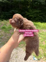Chocolate with white markings , a female Pomeranian for sale in Kentucky, KY – 2 of 4