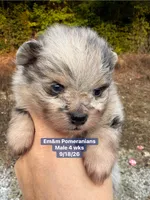 Merle boy, a male Pomeranian for sale in Liberty, KY – 3 of 7