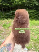Chocolate boy, a male Pomeranian for sale in Kentucky, KY – 4 of 6
