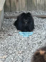 Tripp-neutered before leaving , a male Pomeranian for sale in Liberty, KY – 9 of 10