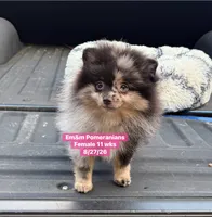 Blue eyed Merle, a female Pomeranian for sale in Kentucky, KY – 6 of 9