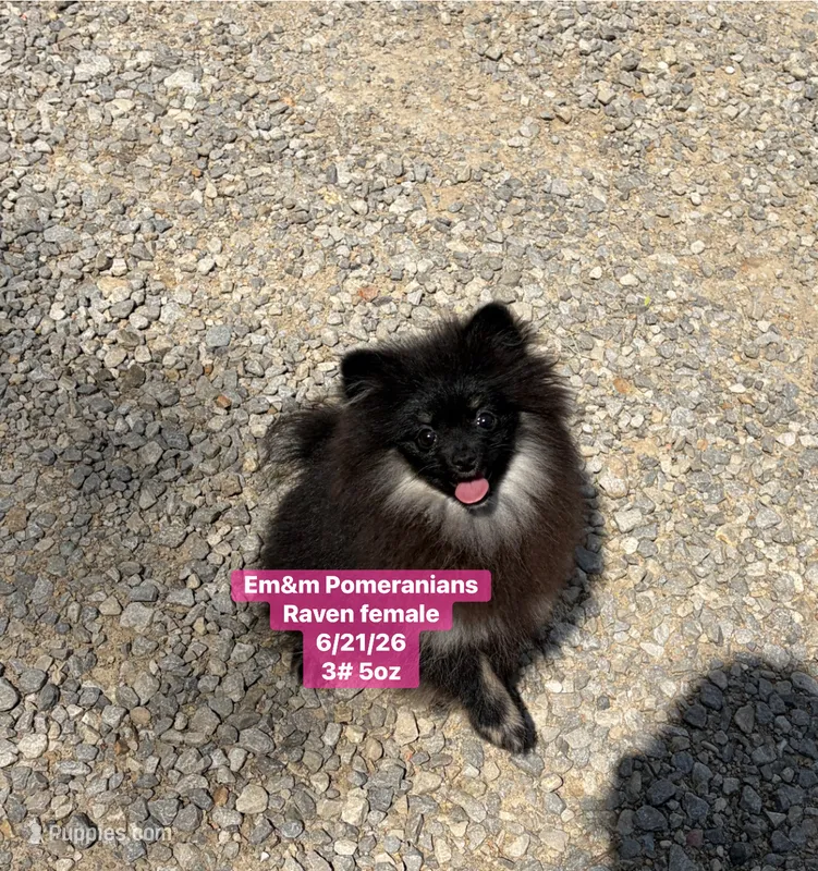 Raven- charting 4 pounds – Pomeranian puppy for sale in Kentucky, KY