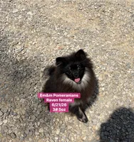 Raven- charting 4 pounds, a female Pomeranian for sale in Kentucky, KY – 1 of 10