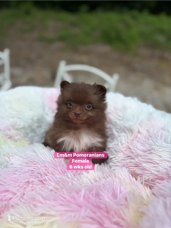 Chocolate with white markings  – Pomeranian puppy for sale in Kentucky, KY