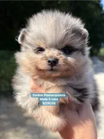 Merle boy limited AKC blue eye, a male Pomeranian for sale in Liberty, KY – 7 of 9
