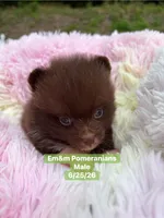 Chocolate boy, a male Pomeranian for sale in Kentucky, KY – 3 of 6