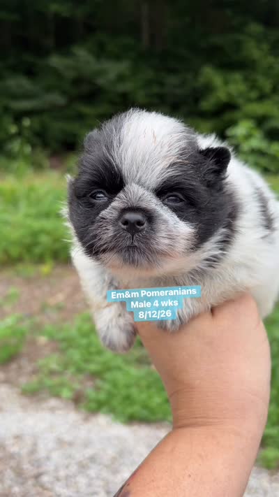 Black parti roan, a male Pomeranian for sale in Kentucky, KY – 9 of 9
