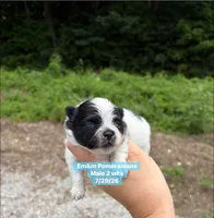 Black parti, a male Pomeranian for sale in Kentucky, KY – 2 of 4