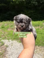 Merle boy Stella , a male Pomeranian for sale in Kentucky, KY – 2 of 6
