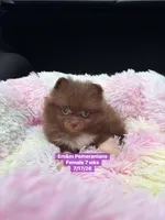 Chocolate with white markings , a female Pomeranian for sale in Kentucky, KY – 6 of 10