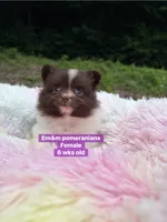 Chocolate parti , a female Pomeranian for sale in Kentucky, KY – 5 of 9