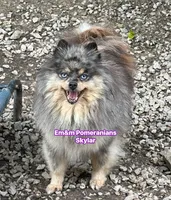 Skylar spayed, a female Pomeranian for sale in Kentucky, KY – 1 of 1