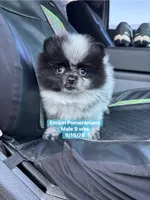 Black parti roan, a male Pomeranian for sale in Liberty, KY – 6 of 8