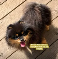 Glory spayed, a female Pomeranian for sale in Kentucky, KY – 2 of 4