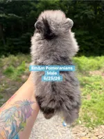 Merle boy, a male Pomeranian for sale in Kentucky, KY – 3 of 5