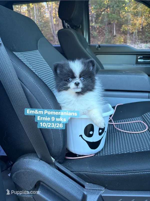 Tri color limited akc – Pomeranian puppy for sale in Liberty, KY