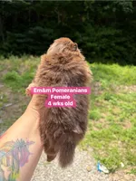 Chocolate with white markings , a female Pomeranian for sale in Kentucky, KY – 3 of 4