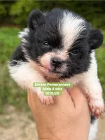 Tri color limited akc, a male Pomeranian for sale in Liberty, KY – 2 of 5