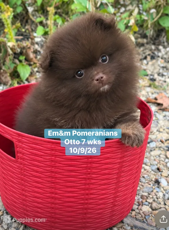 Choc boy limited AKC  – Pomeranian puppy for sale in Liberty, KY