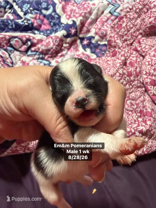 Tri color – Pomeranian puppy for sale in Kentucky, KY