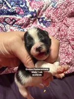 Tri color, a male Pomeranian for sale in Kentucky, KY – 1 of 3