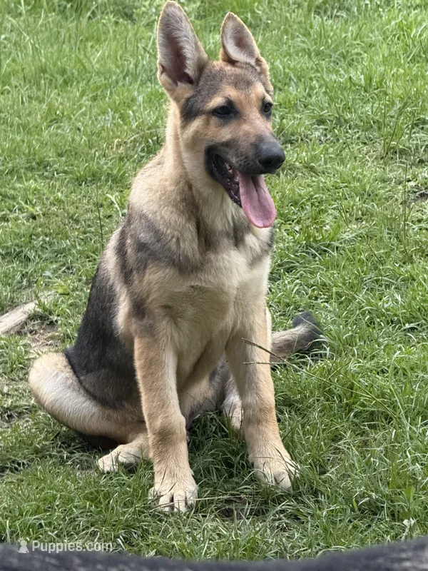 Commando – German Shepherd Dog puppy for sale in Laurel Hill, FL