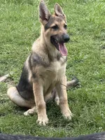 Commando, a male German Shepherd Dog for sale in Laurel Hill, FL – 1 of 1