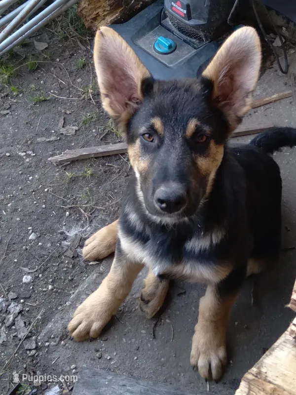 Sarge Von Haus  – German Shepherd Dog puppy for sale in Laurel Hill, FL