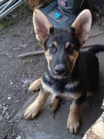 Sarge Von Haus , a male German Shepherd Dog for sale in Laurel Hill, FL – 1 of 1