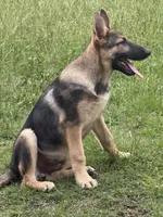Commando, a male German Shepherd Dog for sale in Laurel Hill, FL – 2 of 2