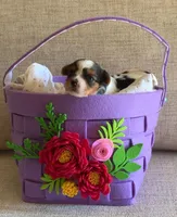 Female 2, a female Biewer for sale in Litchfield Park, AZ – Photo 2 of 4