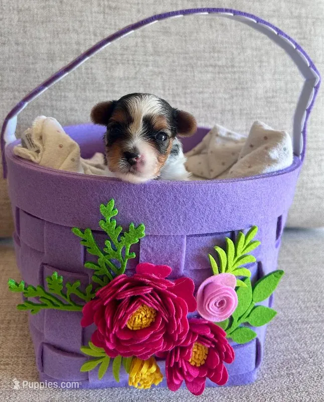 Female 2 – Biewer puppy for sale in Litchfield Park, AZ