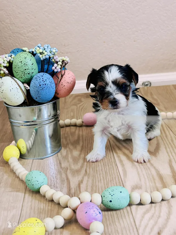 Female 2 – Biewer puppy for sale in Litchfield Park, AZ