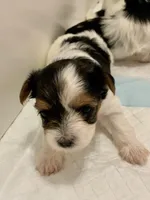 Female 2, a female Biewer for sale in Litchfield Park, AZ – Photo 4 of 4