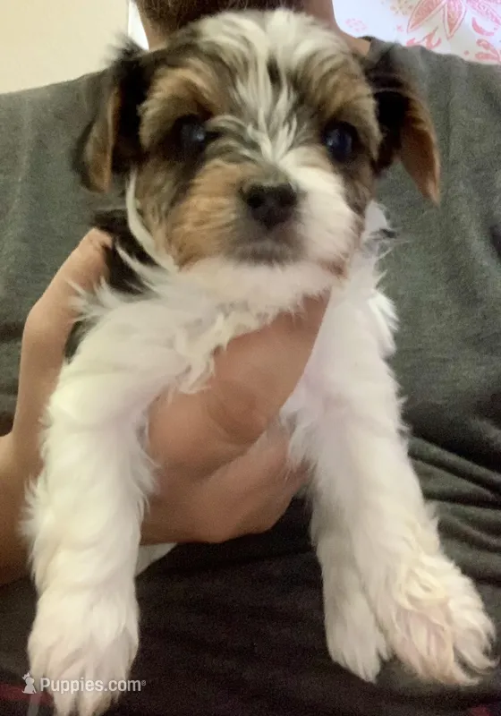 Female 2 – Biewer puppy for sale in Litchfield Park, AZ