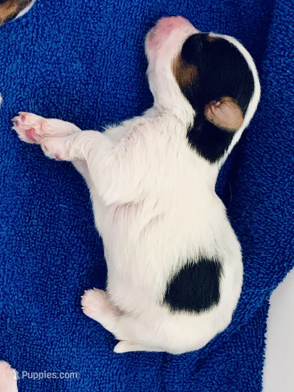 Male 1 – Biewer puppy for sale in Litchfield Park, AZ