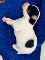 Male 1, a male Biewer for sale in Litchfield Park, AZ – Photo 1 of 2