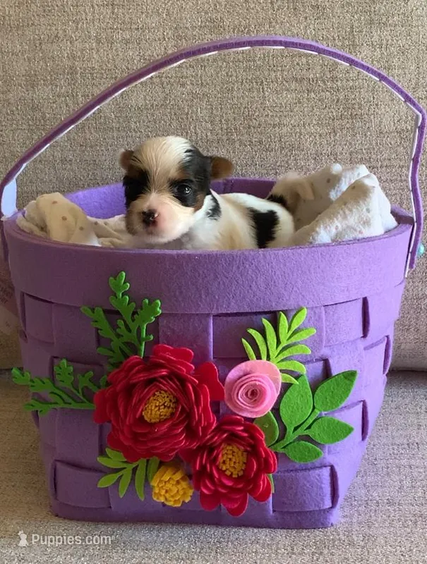 Male 1 – Biewer puppy for sale in Litchfield Park, AZ