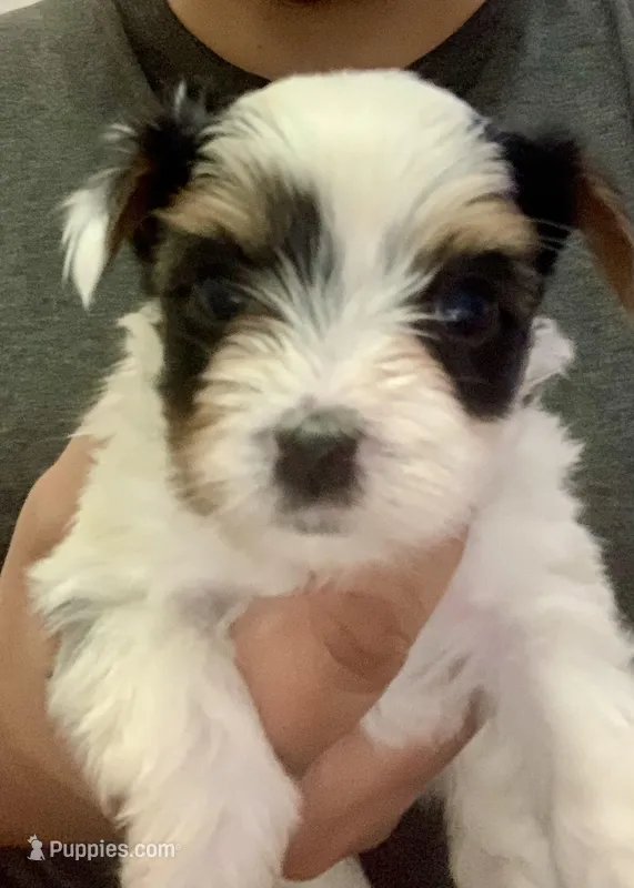 Male 1 – Biewer puppy for sale in Litchfield Park, AZ