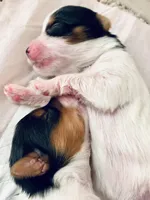 Male 1, a male Biewer for sale in Litchfield Park, AZ – Photo 2 of 2