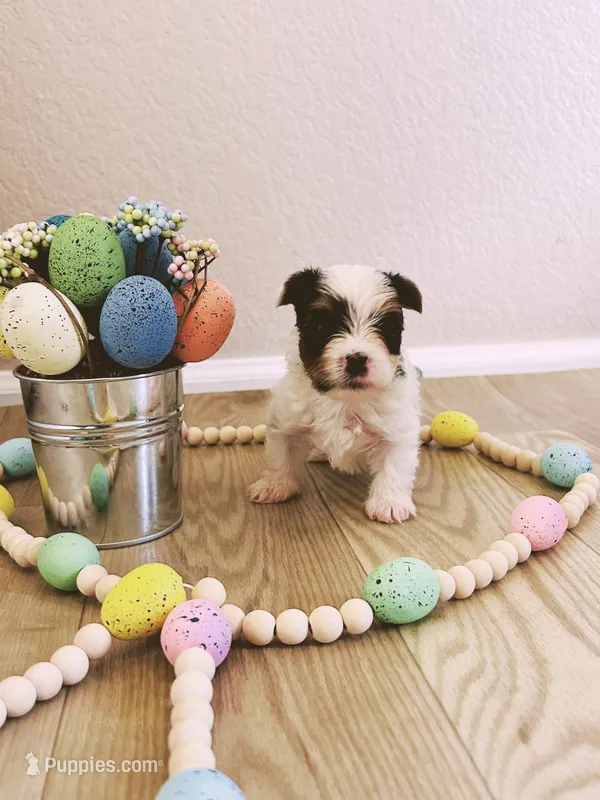 Male 1 – Biewer puppy for sale in Litchfield Park, AZ