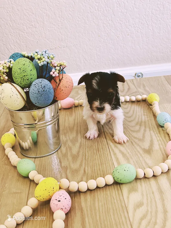 Male 2 – Biewer puppy for sale in Litchfield Park, AZ